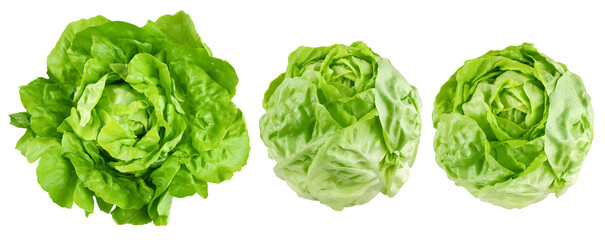 Obraz premium salad, lettuce, isolated on white background, clipping path, full depth of field