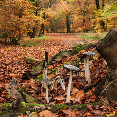 Stunning Autumn Fall forest scene with colorful vibrant Autumnal colors in the trees and inky cap Coprinus Comatas mushrooms