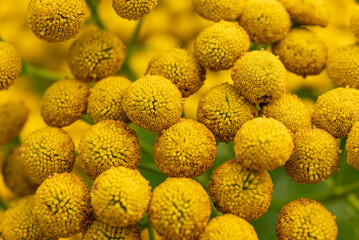 Macro shot of blooming common tansy (Tanacetum vulgare) with bright yellow blossoms