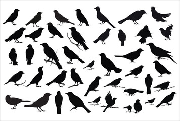  vector set of silhouettes of birds, 