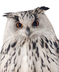 isolated white eagle owl front view