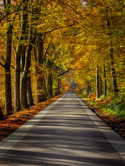 The beautifully colored autumn leaves on the stately beech trees on both sides of the road through...