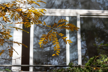 Small yellow and orange leaves in front of a window.