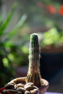 Cactus with the sun radiating during the morning.