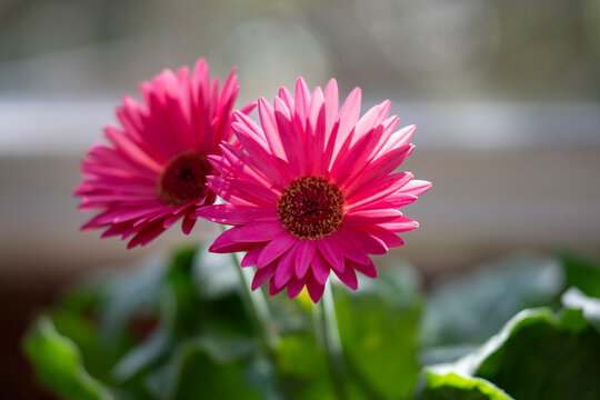 Pink flowers, chrysanthemums, close shot.