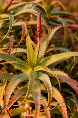 Aloe arborescens en fleur