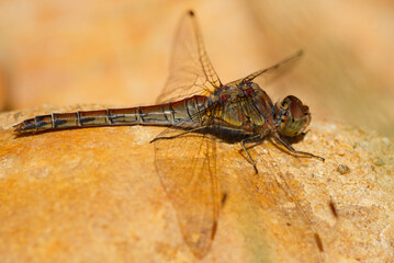Libellule sympétrum striolatum