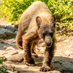 Juvenile Black bear Walks Down Amphitheatre Lake Trail