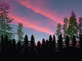 evergreen fir forest at pink sunset - obrazy, fototapety, plakaty
