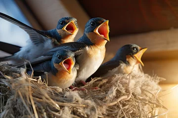 Foto op Plexiglas Swallow chicks in the nest look at the mother swallow in flight near them. © BetterPhoto
