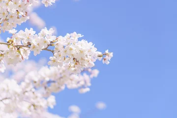 Deurstickers 桜と青空 © kasa