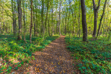 Path passing through the forest during the day