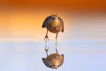 A bird walking towards you on still water. Colorful and clean background. Bird: Collared...