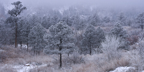 snow covered trees