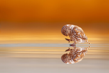 Owl walking thoughtfully on still water. Colorful nature background. Little owl.