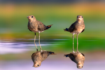 Birds photographed on still water. Colorful and clean background. Bird: Collared Pratincole. Glareola pratincola.