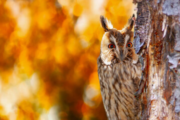 Long eared forest owl watches the surroundings with curiosity. Colorful nature background. Bird: Long eared Owl (Asio otus).