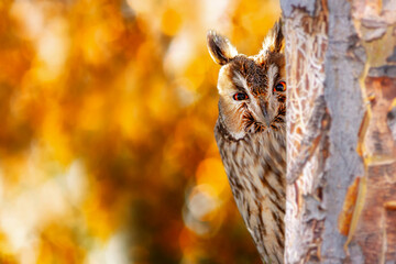 Long eared forest owl watches the surroundings with curiosity. Colorful nature background. Bird: Long eared Owl (Asio otus).