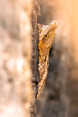 An owl that watches you from its hiding place with its superior camouflage ability. Nature background. Scops Owl. Otus scops.