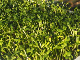 sunflower sprouts growing in pot green food and healthy food 