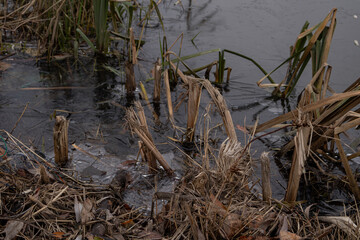 Kyiv, Ukraine - November 26, 2023: a plant grows from a frozen lake