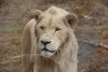 Lion in the wild