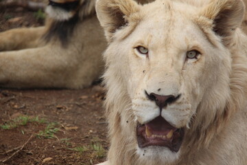 White lion face