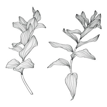 Solomon's seal (Polygonatum multiflorum), medicinal plant. Hand drawn botanical illustration.