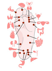 Human anatomy.Illustration of human foot and internal organs. Sujok therapy and acupuncture