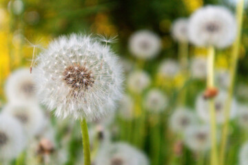 white and fluffy dandelion balls with green grass background
