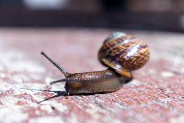 close-up of a small brown snail that has crawled out of the house and is crawling on the brown boards