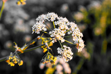 white flower flower with small leaves on a dark background