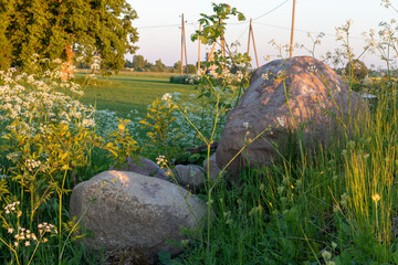 two large boulders in green grass among trees and white small flower blossoms