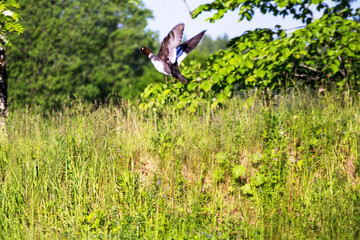 a bird takes off for flight against a green background of trees