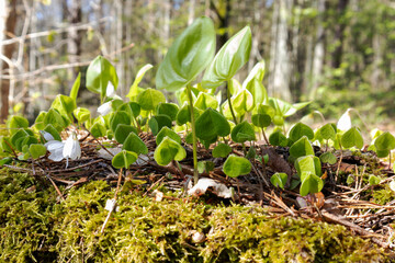 
small white flowers on a background of small green leaves and moss