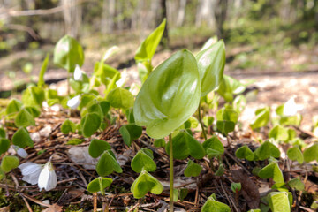 
small white flowers on a background of small green leaves and moss