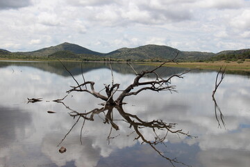 Dead tree in lake