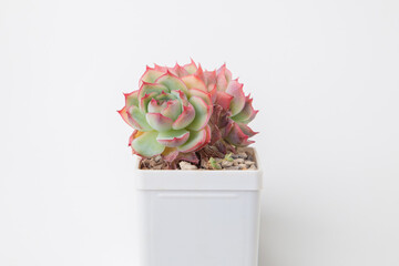 Houseplant rosette flower in pot on white background. Echeveria Pink Crystal Succulent