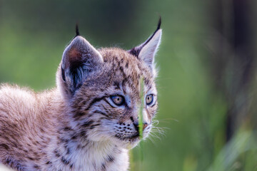 Lynx cub portrait