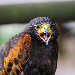 Bird of prey portrait