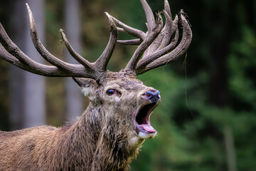 Rutting red deer
