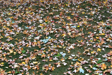Fall leaves on grass in Autum.