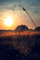Close up glowing spider web or cobweb with dew hanging on the grass in the early morning. Golden...