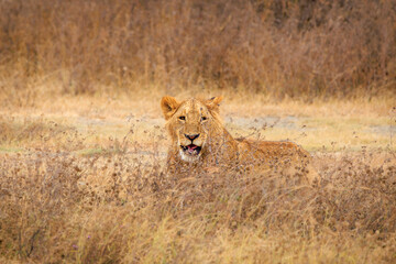 Lion
