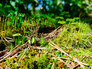 Forest Soil with Grass
