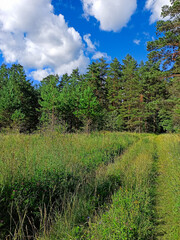 Summer Pine Forest