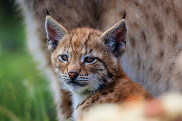 Lynx cup portrait