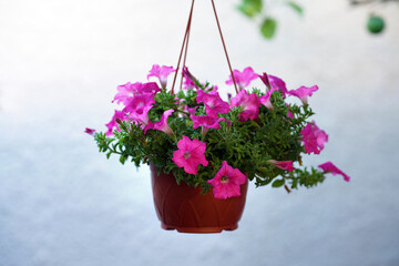 Fototapeta na wymiar petunia in a hanging pot on a white background