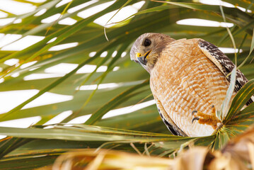 A red-shouldered hawk (Buteo lineatus) closeup portrait, with hawk looking down from a palm tree in...