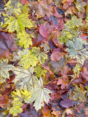 Autumn leaves close up on the ground in woodland